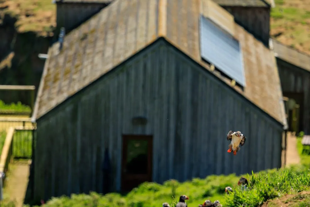 Puffin Flying Past Farm Building Skomer Island, Skomer Island, Pembrokeshire