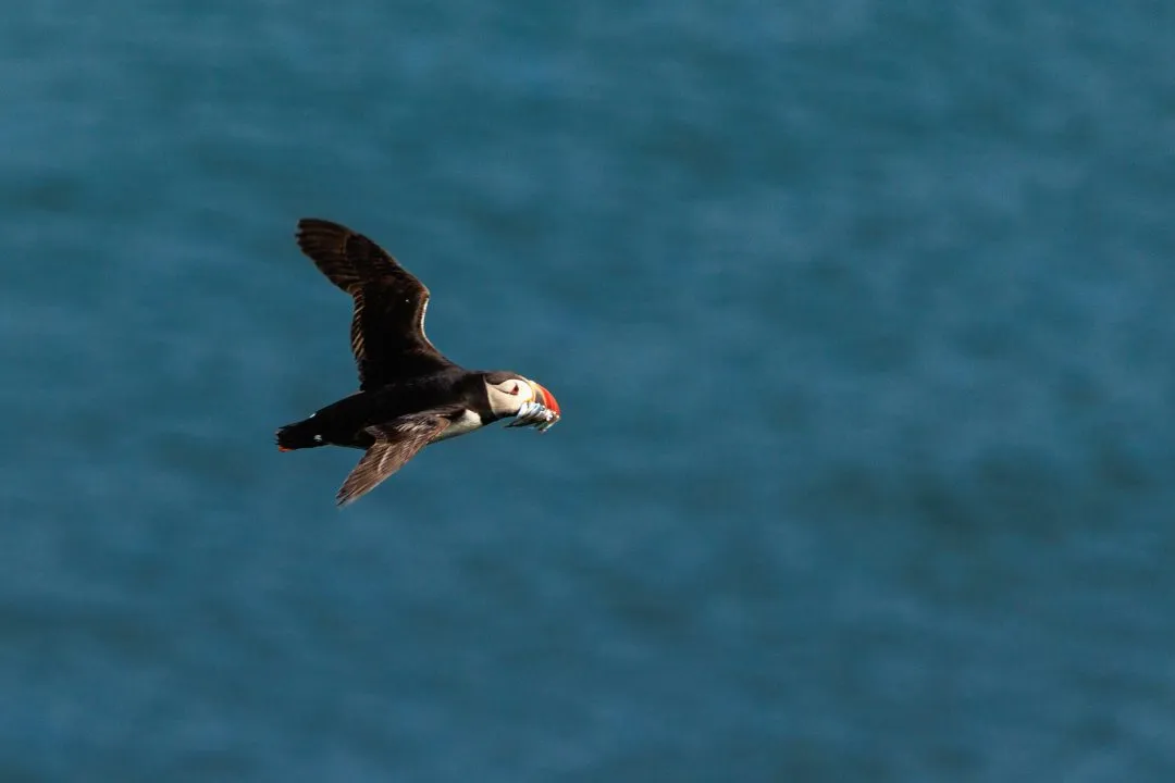 Puffin Flying With Sand Eels Skomer Island, Skomer Island, Pembrokeshire
