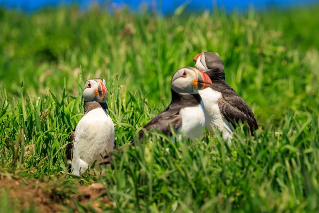 Puffin Group of Three Skomer Island, Skomer Island, Pembrokeshire