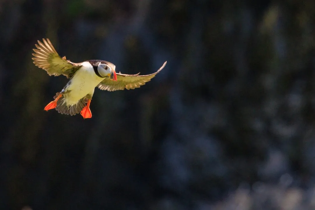 Puffin in Flight Action Skomer Island, Skomer Island, Pembrokeshire