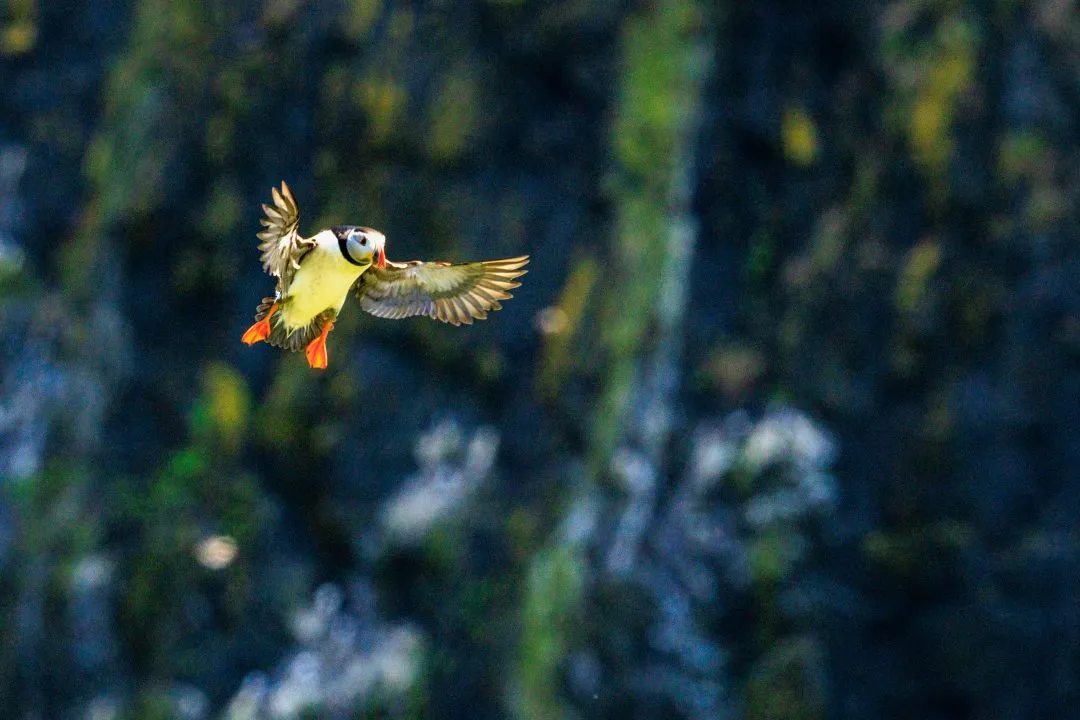Puffin Landing Orange Feet Skomer Island, Skomer Island, Pembrokeshire