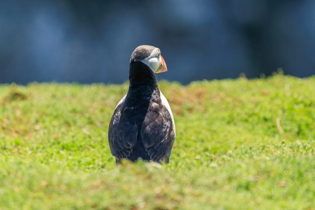 Puffin Macro Portrait Skomer Island, Skomer Island, Pembrokeshire