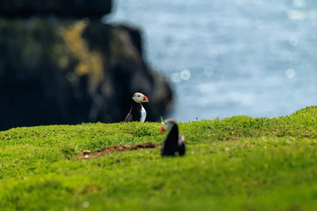 Puffin Pair Cliff Edge Skomer Island, Skomer Island, Pembrokeshire