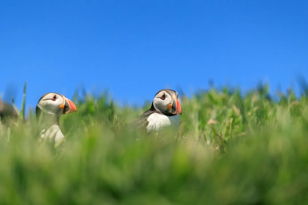 Puffin Pair Grass Habitat Skomer Island, Skomer Island, Pembrokeshire
