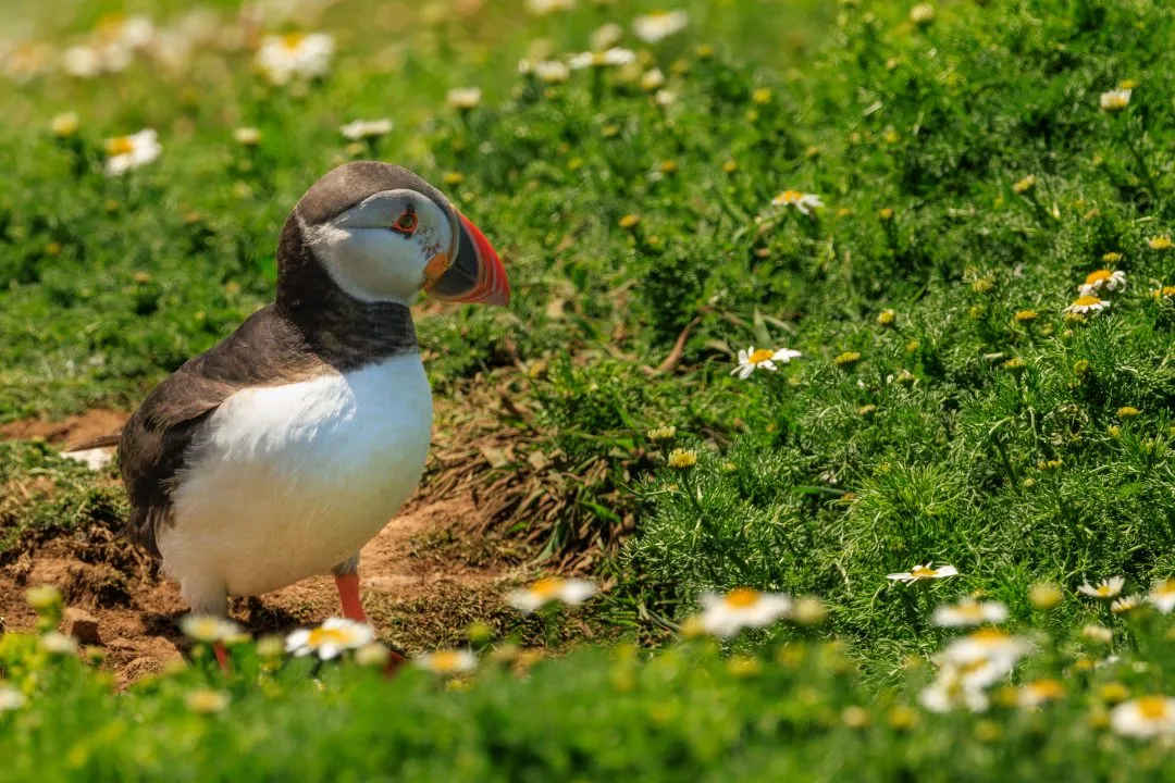 Puffin Portrait Daisies Skomer Island, Skomer Island, Pembrokeshire