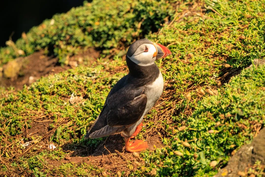 Puffin Portrait Golden Light Skomer Island, Skomer Island, Pembrokeshire