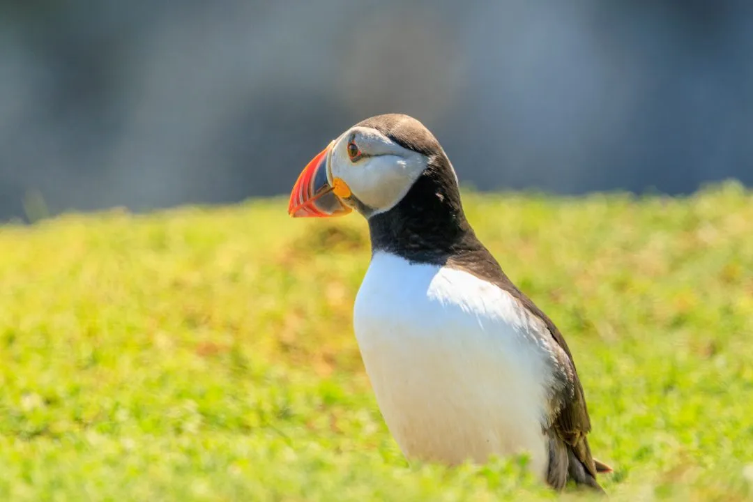 Puffin Portrait Morning Light Skomer Island, Skomer Island, Pembrokeshire