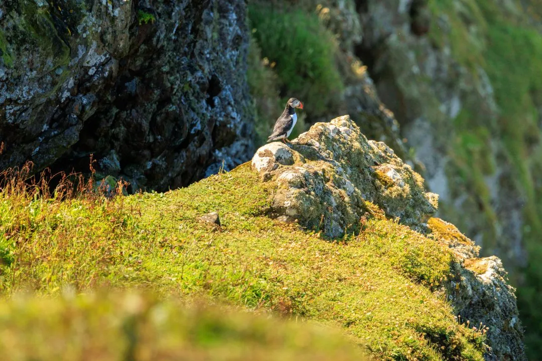 Puffin Portrait Side Light Skomer Island, Skomer Island, Pembrokeshire