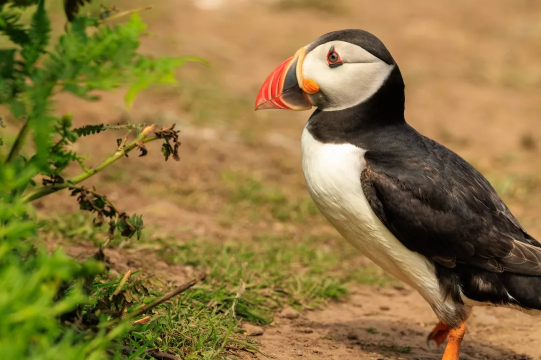 Puffin Preening Skomer Island, Skomer Island, Pembrokeshire