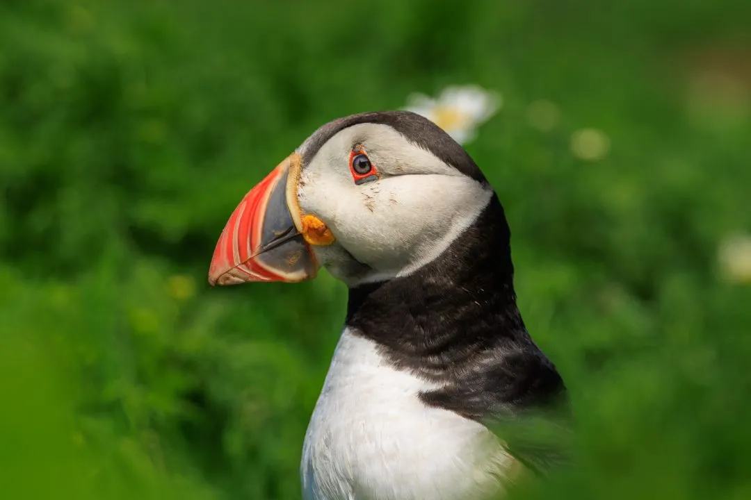 Puffin Profile Portrait With Daisy Skomer Island, Skomer Island, Pembrokeshire