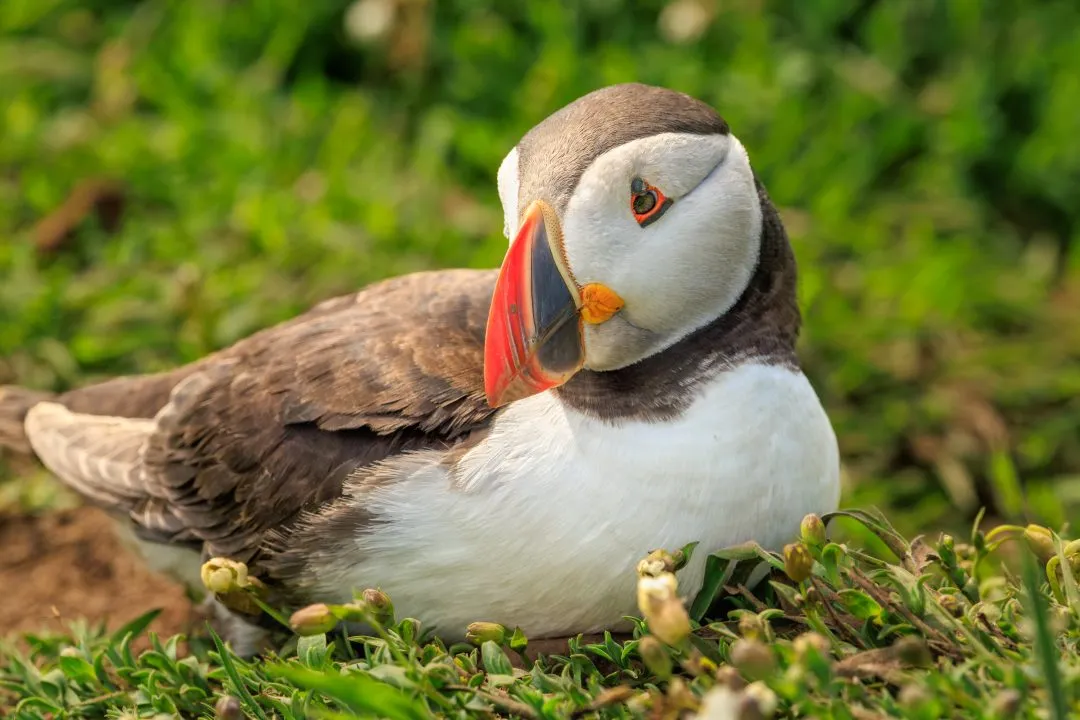 Puffin Resting Pose Skomer Island, Skomer Island, Pembrokeshire