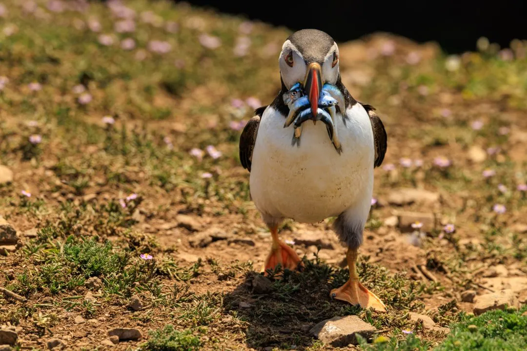 Puffin Sand Eel Portrait Skomer Island, Skomer Island, Pembrokeshire