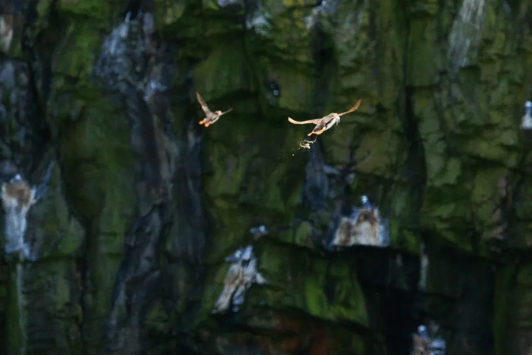 Puffin Sand Eels Catch Skomer Island, Skomer Island, Pembrokeshire