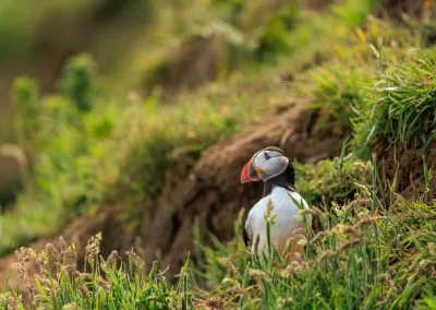 Puffin Signature Headshot Skomer Island, Skomer Island, Pembrokeshire