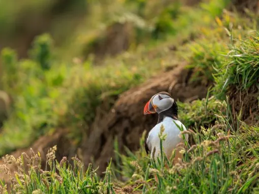 Puffin Signature Headshot Skomer Island, Skomer Island, Pembrokeshire