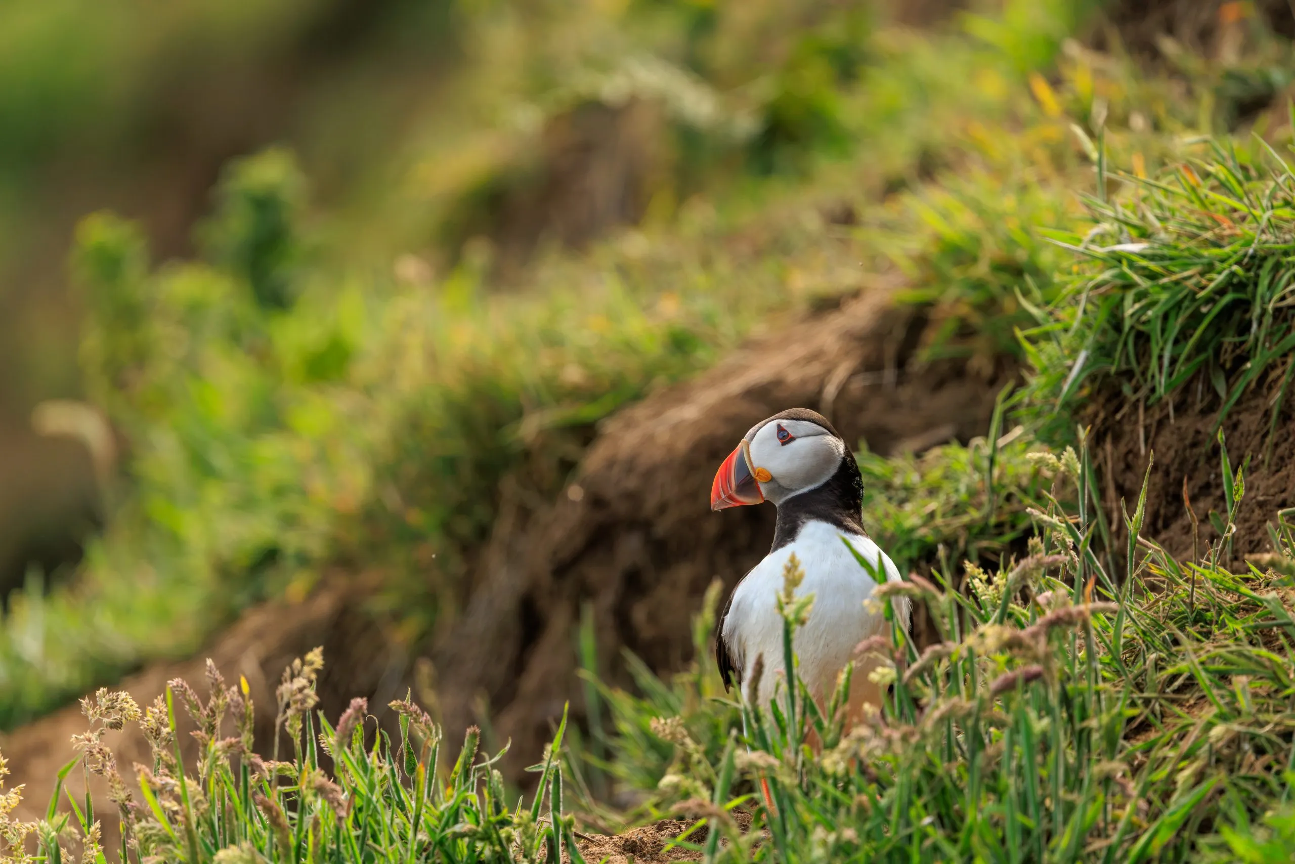 Puffin Signature Headshot Skomer Island Puffin Signature Headshot Skomer Island, Skomer Island, Pembrokeshire