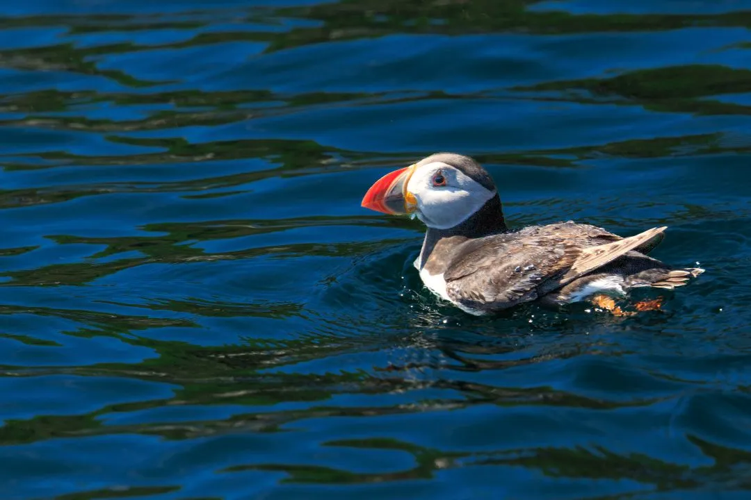 Puffin Swimming Eye Detail Skomer Island, Skomer Island, Pembrokeshire