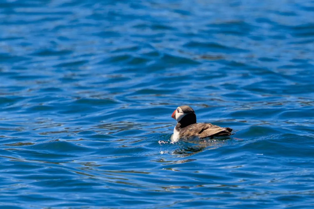 Puffin Swimming Portrait Skomer Island, Skomer Island, Pembrokeshire