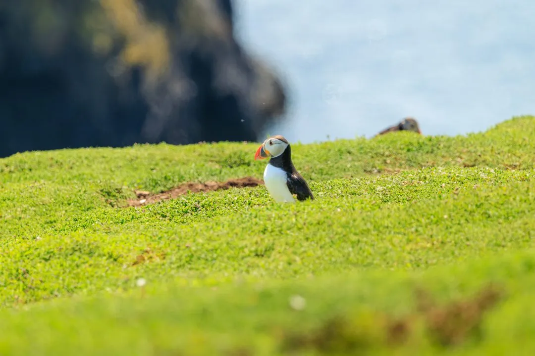 Puffin Three Quarter Portrait Skomer Island, Skomer Island, Pembrokeshire
