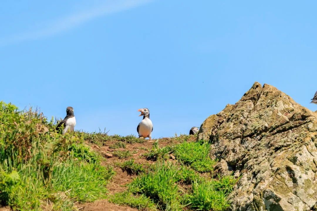 Puffin Trio Calling Skomer Island, Skomer Island, Pembrokeshire