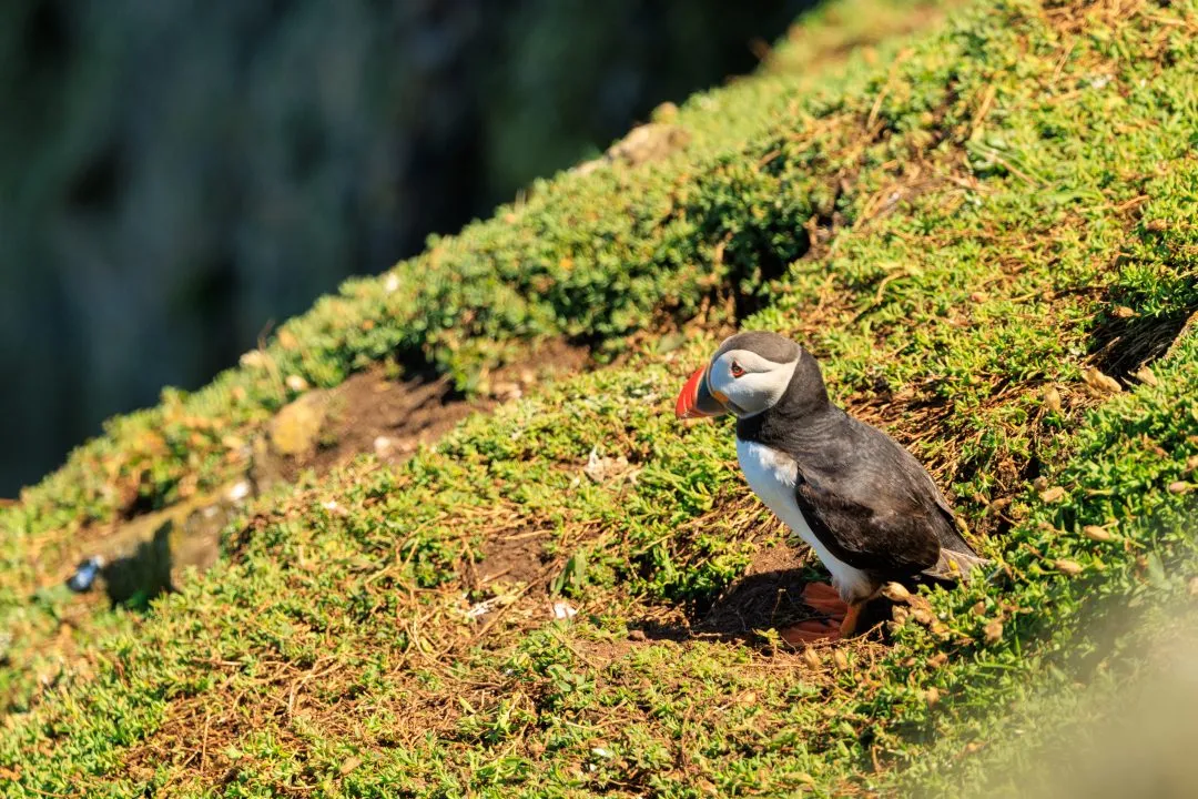 Puffin Walking through Vegetation Skomer Island, Skomer Island, Pembrokeshire
