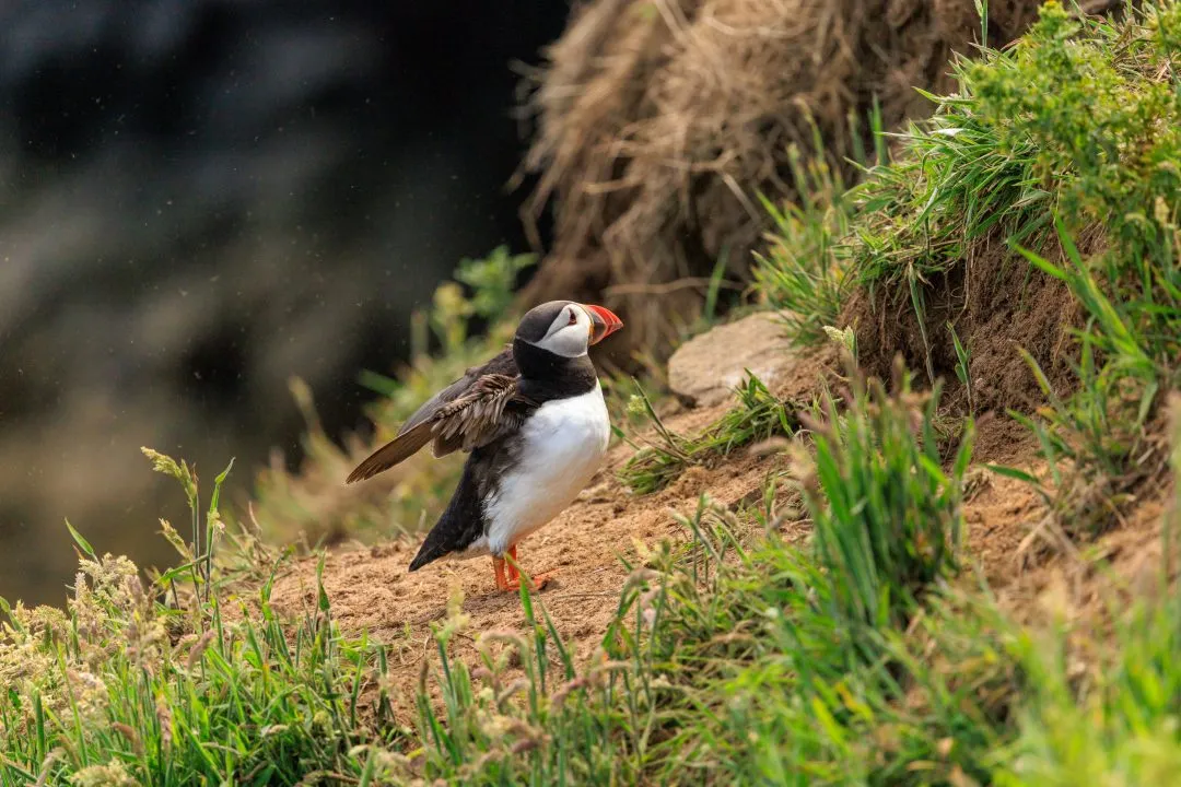 Puffin Wing Flap Nesting Bank Skomer Island, Skomer Island, Pembrokeshire