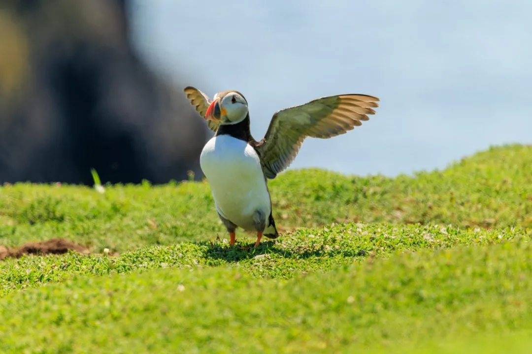 Puffin Wing Raise Pre Flight Skomer Island, Skomer Island, Pembrokeshire
