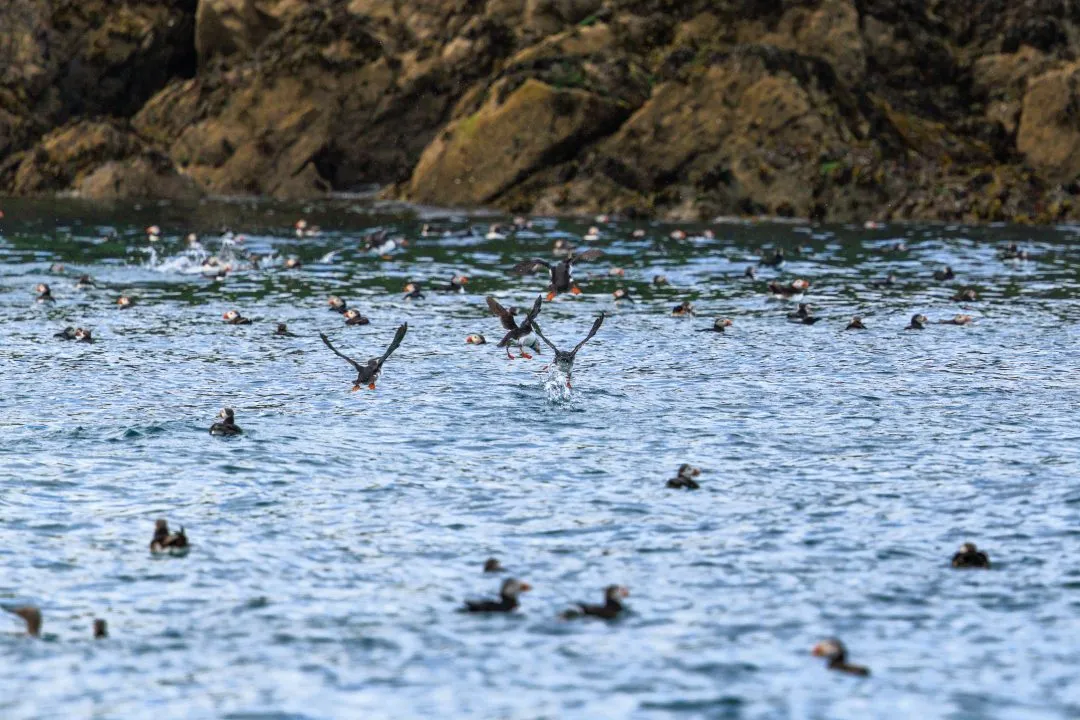 Puffins Landing on Sea Skomer Island, Skomer Island, Pembrokeshire