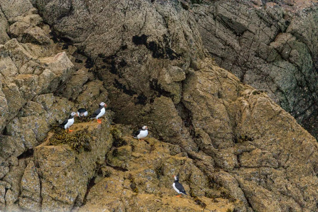 Puffins on Rocky Ledge Skomer Island, Skomer Island, Pembrokeshire