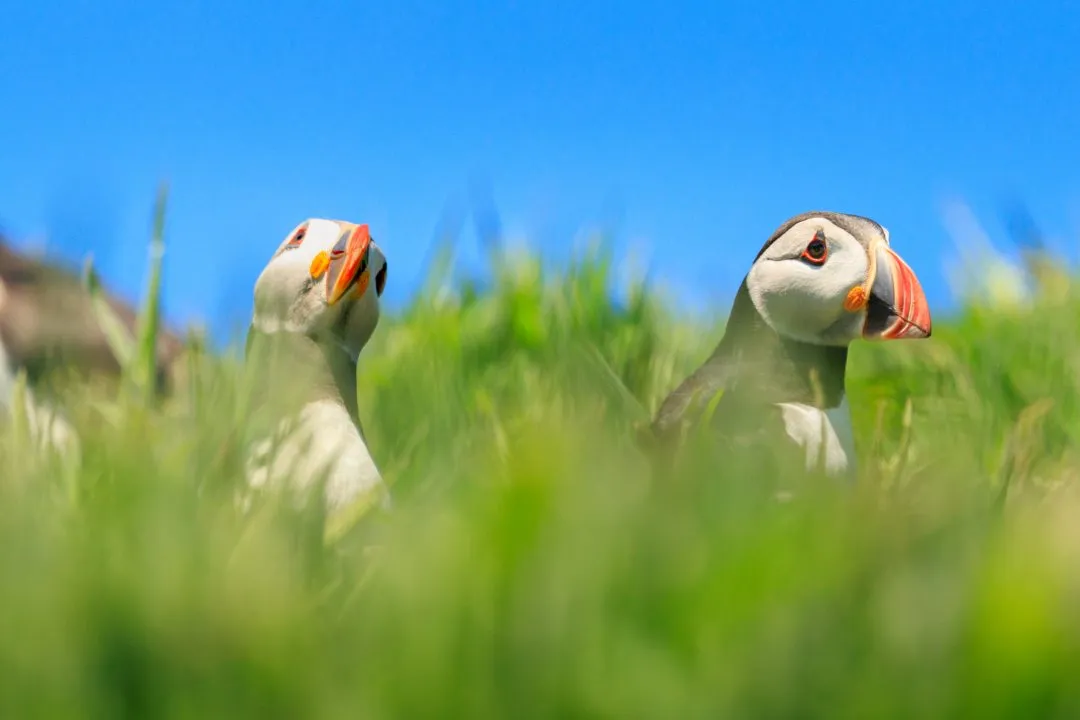 Puffins Peeking through Grass Skomer Island, Skomer Island, Pembrokeshire