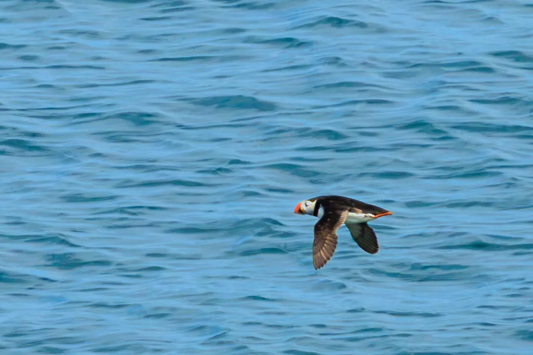 Puffins Social Swimming Skomer Island, Skomer Island, Pembrokeshire