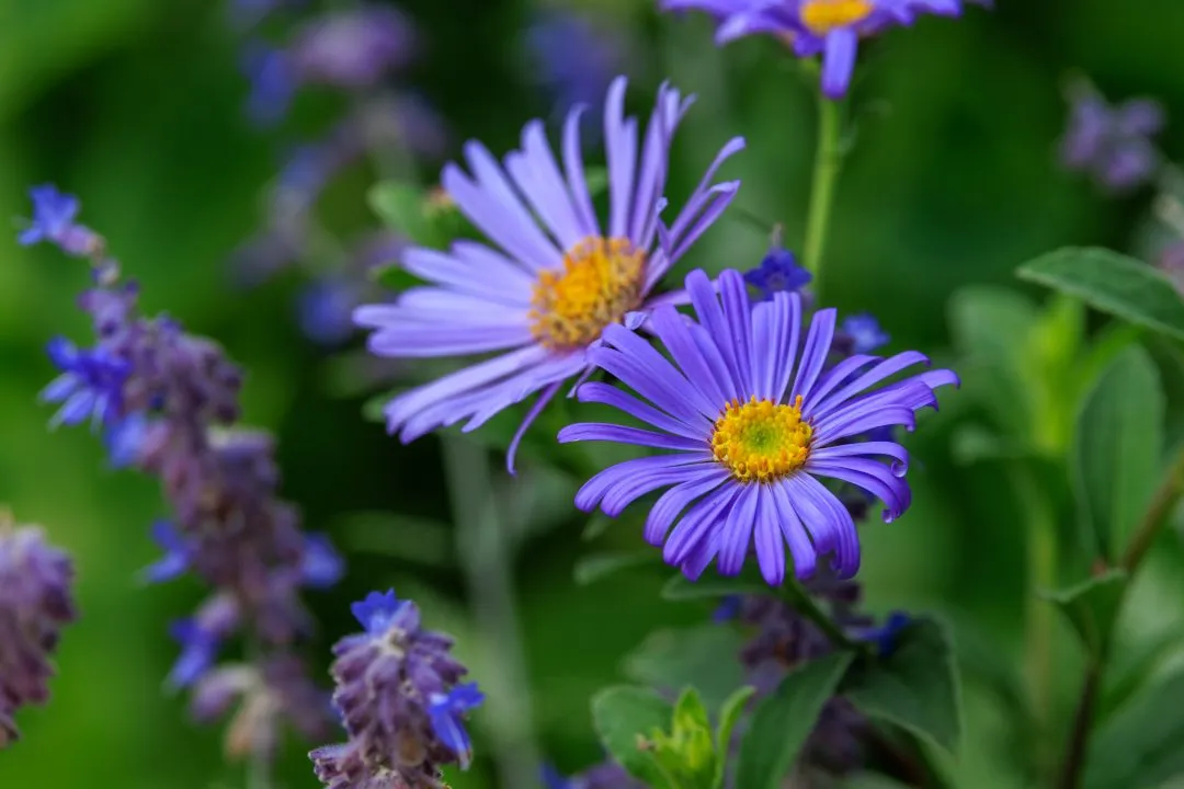 Purple Aster Flowers Macro, Portsmouth