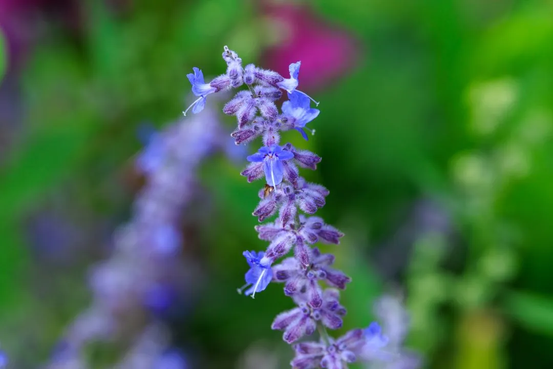 Purple Salvia Flower Spikes, Portsmouth