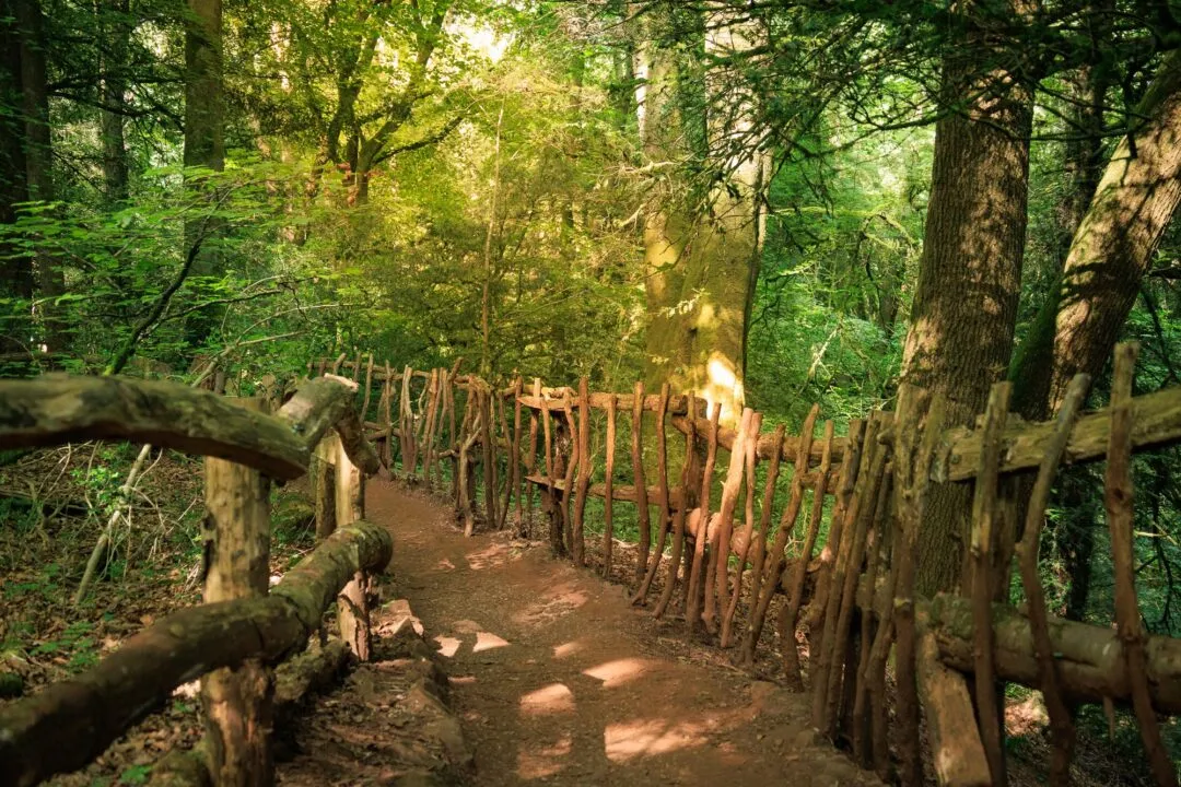 Puzzlewood boardwalk path