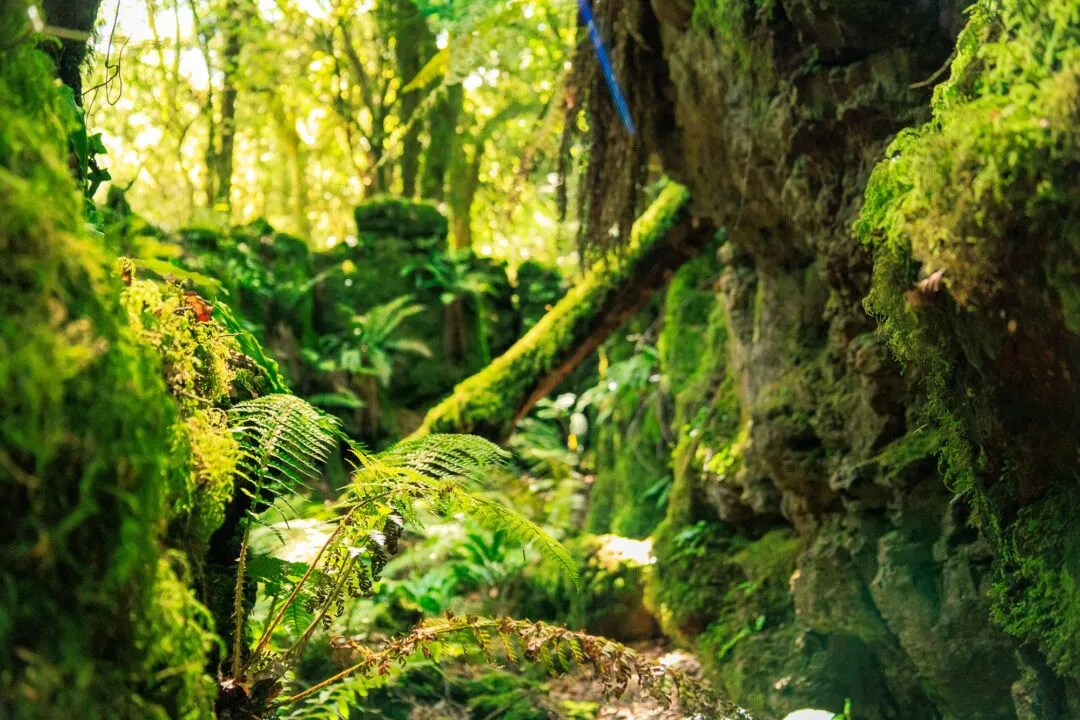 Puzzlewood dappled sunlight interior