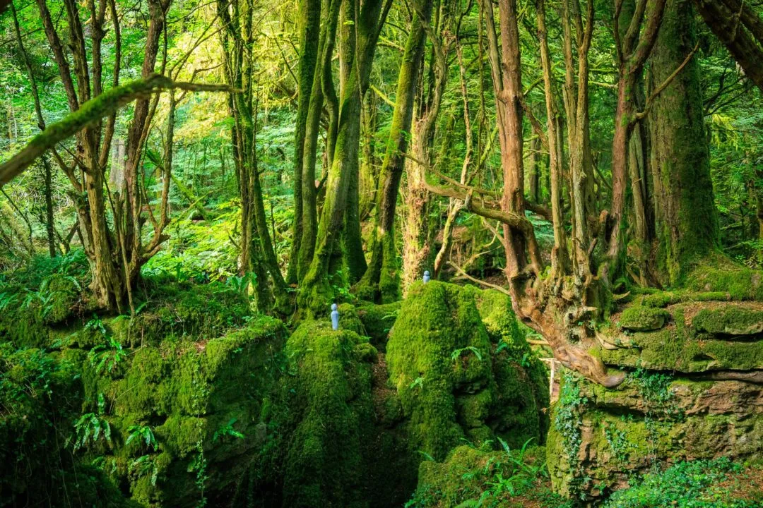 Puzzlewood dense woodland interior