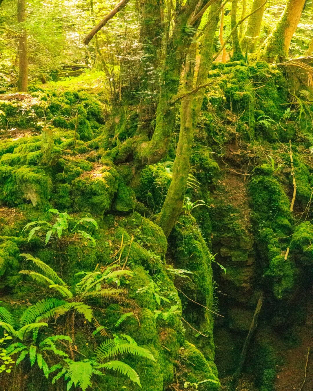 Puzzlewood fern covered interior