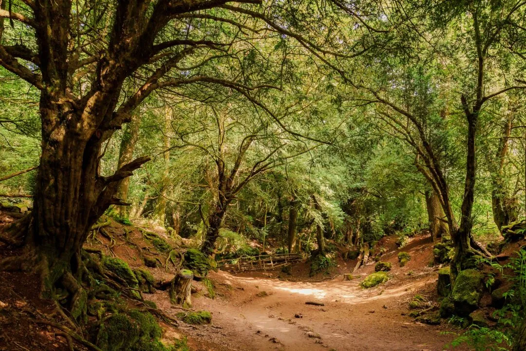 Puzzlewood forest path warm light