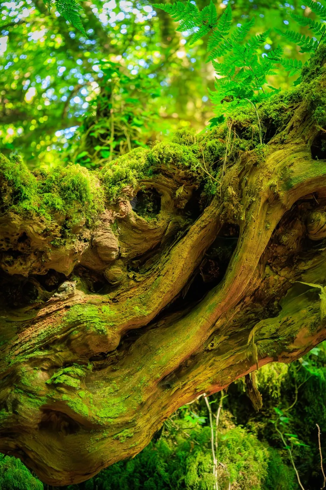 Puzzlewood gnarled root detail