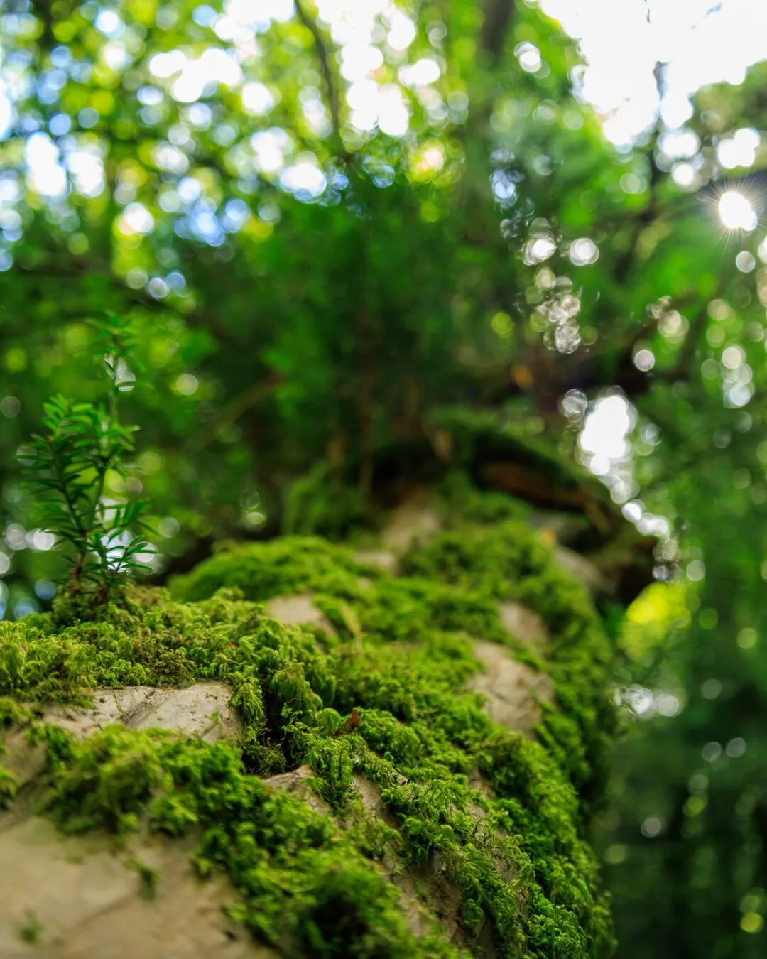 Puzzlewood moss texture close up