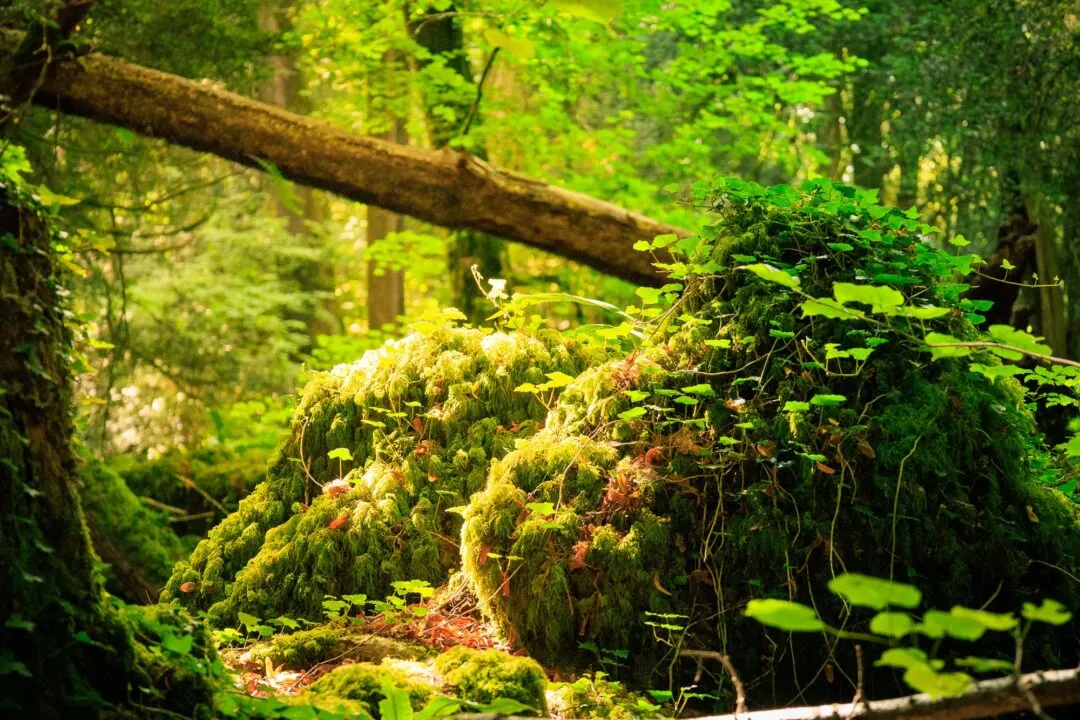 Puzzlewood mossy interior wide