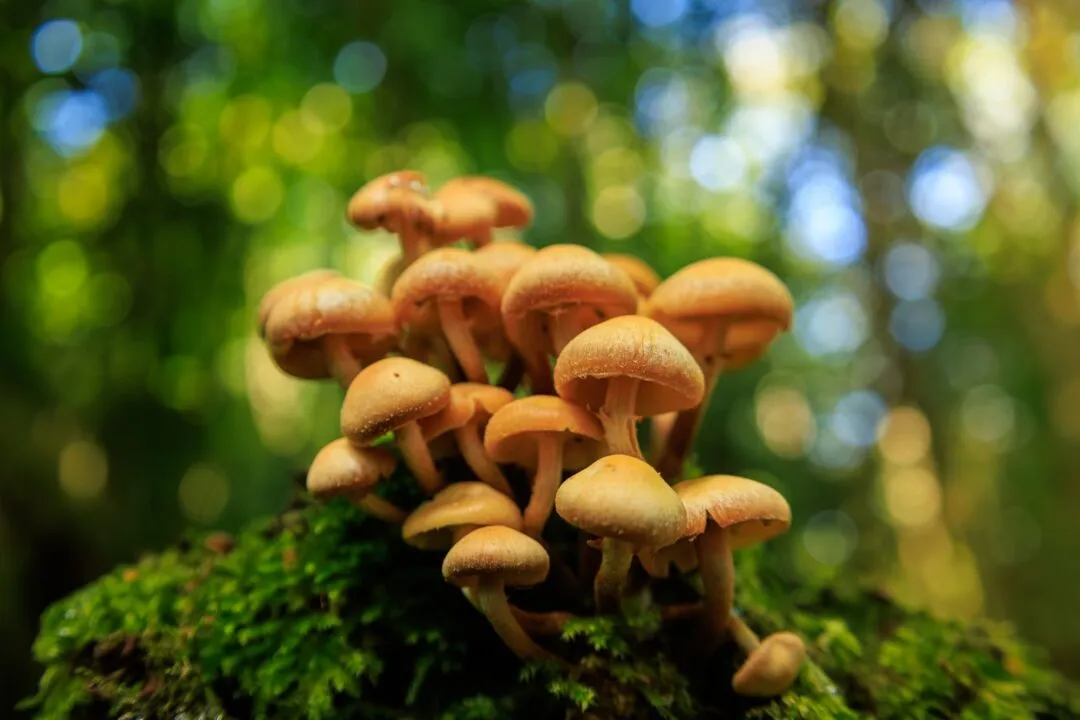 Puzzlewood mushroom cluster