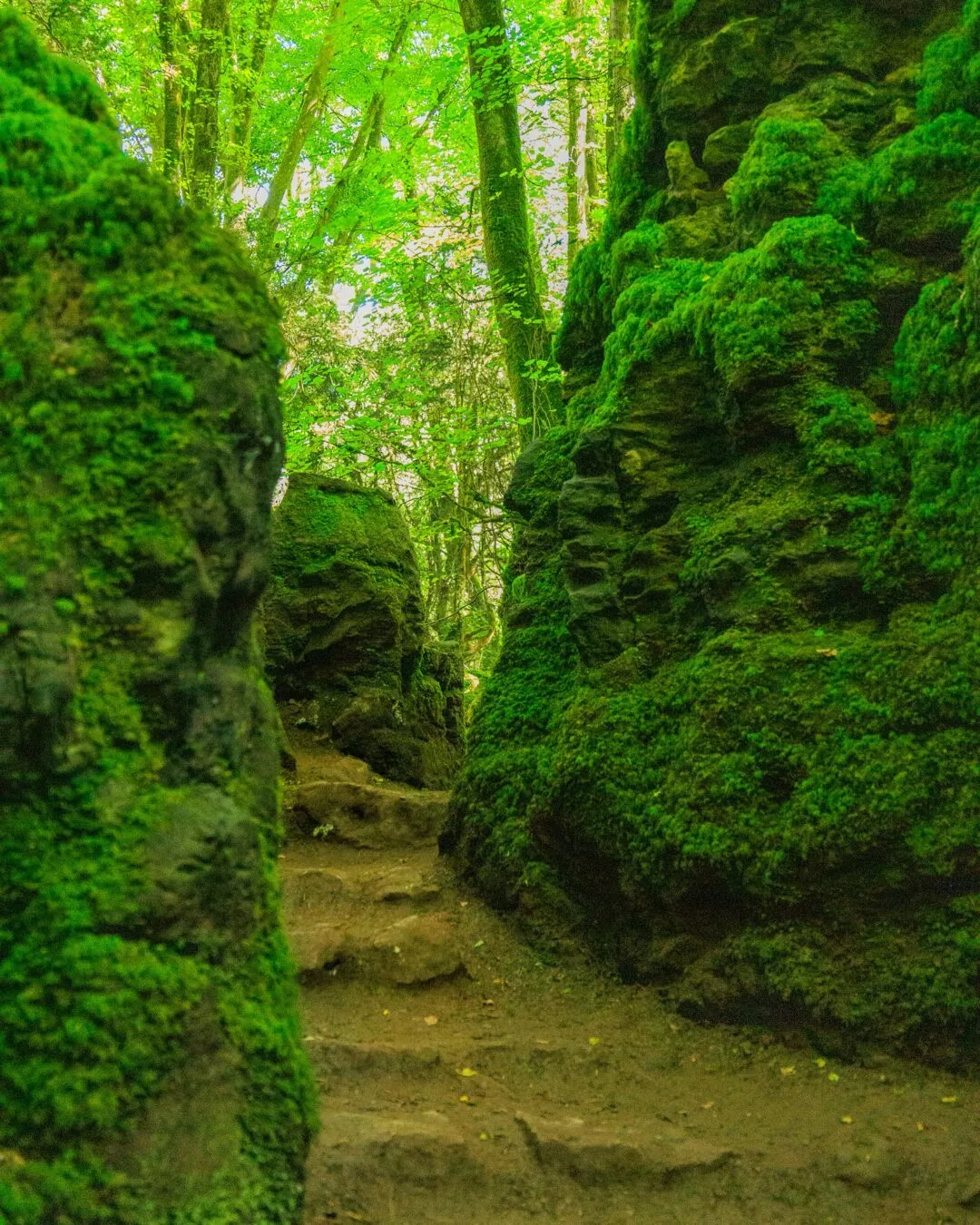 Puzzlewood narrow mossy passage