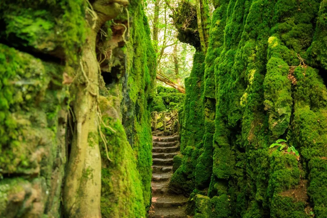 Puzzlewood rock corridor detail