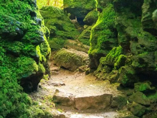 Puzzlewood Photography