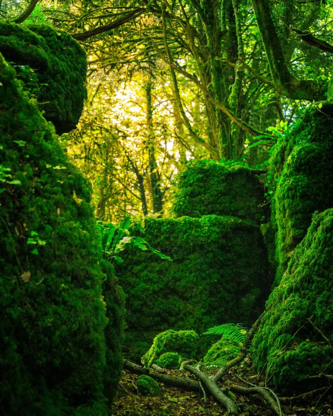 Puzzlewood rock formation vertical