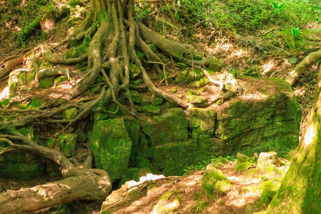 Puzzlewood tangled tree roots