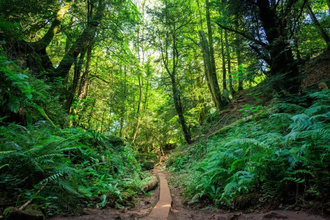 Puzzlewood woodland path