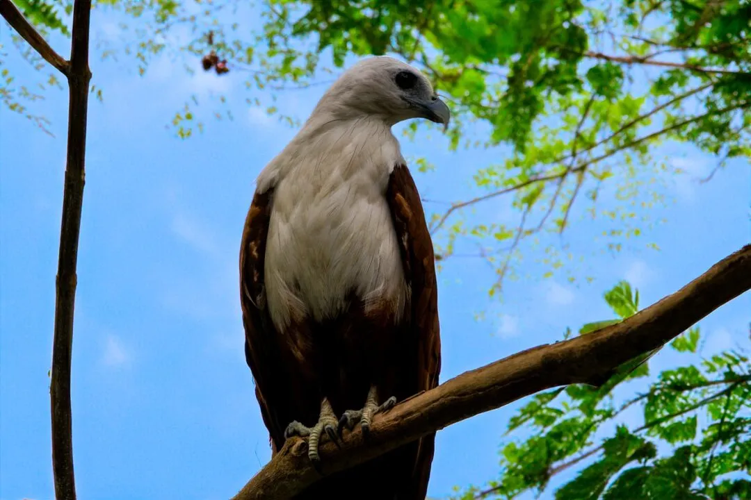 Raptor portrait bohol