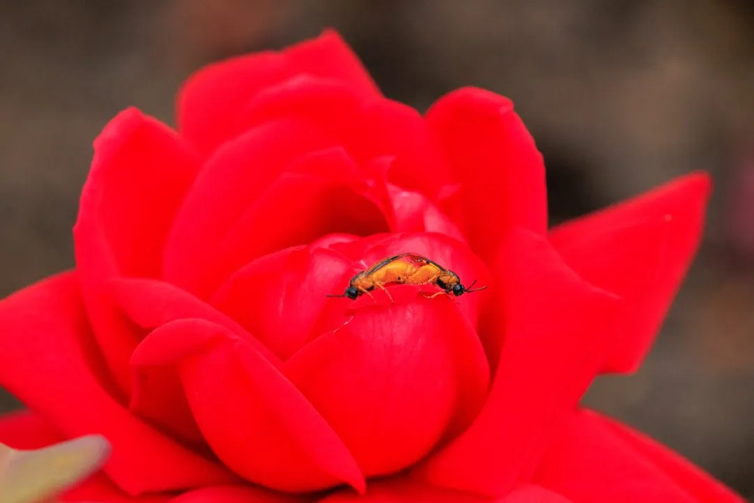 Red Rose With Soldier Beetles, Portsmouth